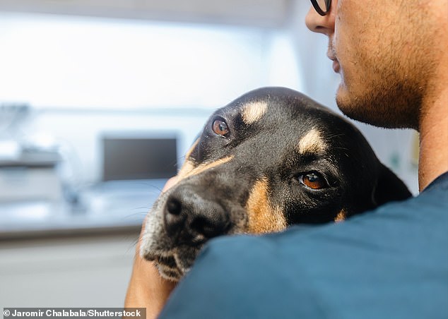 Having a dog nearby can reduce pain symptoms more effectively than the presence of another human, according to the study (file photo)