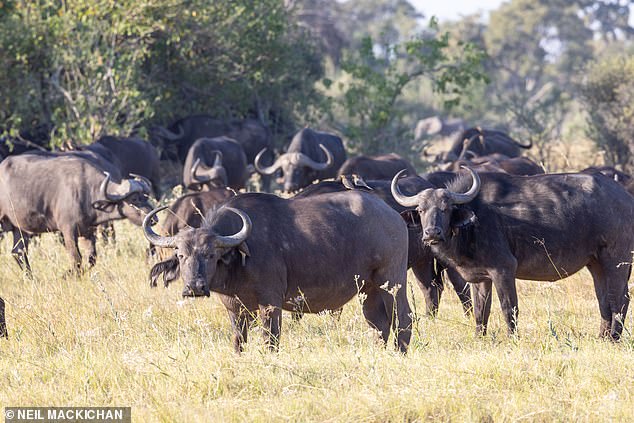 Jane was warned about the belligerence of the buffalo. 