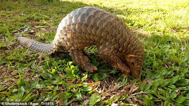 The pangolin, a rare and endangered species, was among the many remarkable animals Jane saw during her trip (file image)