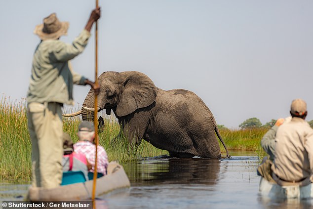 Jane took boat trips in mokoros, canoes traditionally carved from excavated tree trunks (archive image)