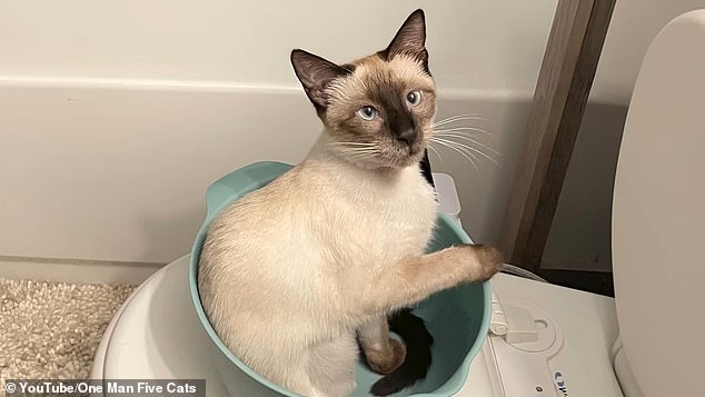 A woman named Carli Jay shared in a TikTok that she later deleted that an automatic litter box she bought on Amazon allegedly killed her beloved Siamese cat named Mochi (pictured)