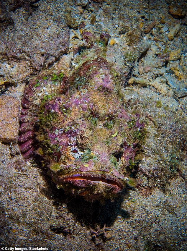 Estuarine stonefish (pictured), which have excellent camouflage abilities, are dangerous to humans because they contain a toxic chemical known as verrucotoxin that can cause intense pain.