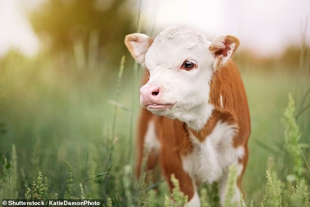 At least eight calves (file image) were injured during the incident, leading to one of them being euthanised after suffering a suspected back fracture.