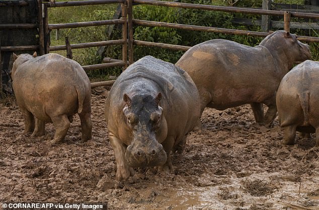 Scientists have raised alarm over the impact of their waste on local waterways, as a single hippo can produce up to 20 pounds of excrement a day.