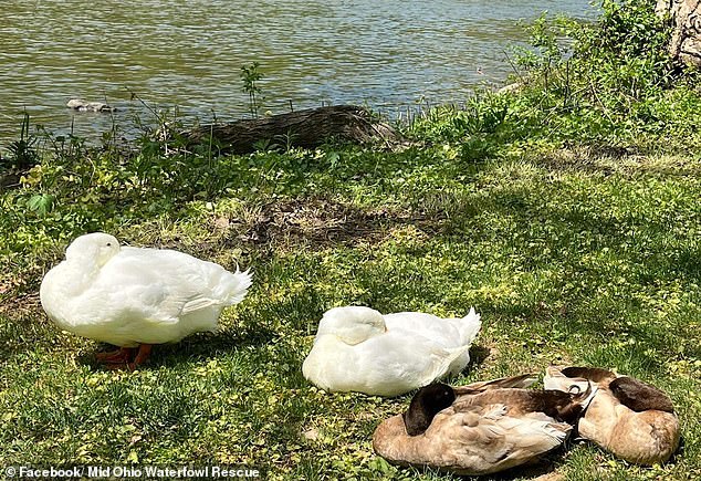 She has been rescuing ducks and geese throughout Ohio for nearly 10 years, having owned and operated Mid Ohio Waterfowl Rescue since 2015.