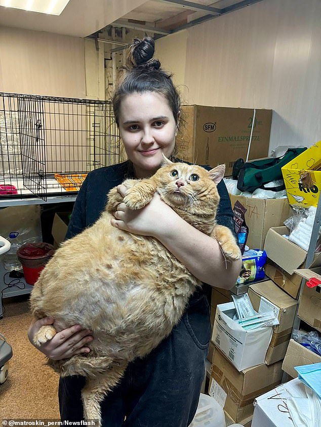 The 17kg cat was found living in a basement before being rescued and put on a diet.