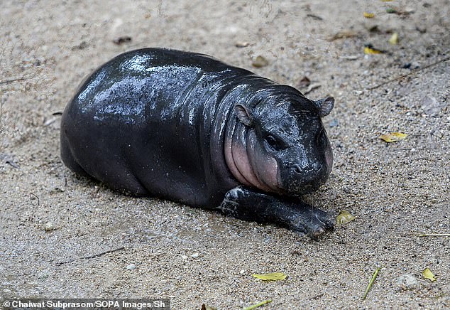 Moo Deng lies on the ground at Khao Kheow Open Zoo after becoming a viral sensation