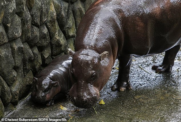 Since Moo Deng was born in July, he has gone viral online with his diminutive figure and chubby proportions, inspiring a fervent following.