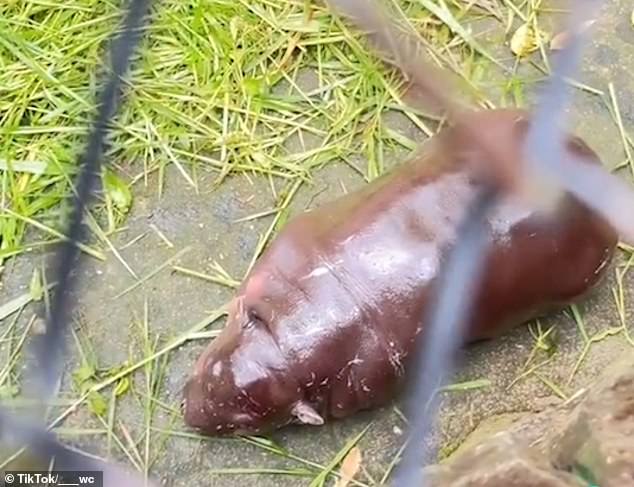 A screenshot from a video on social media showing a visitor pouring water on the baby hippo.