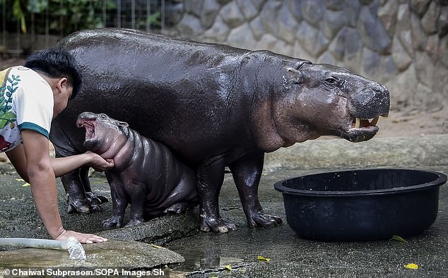 A zoo worker plays with Moo Deng at Khao Kheow Open Zoo