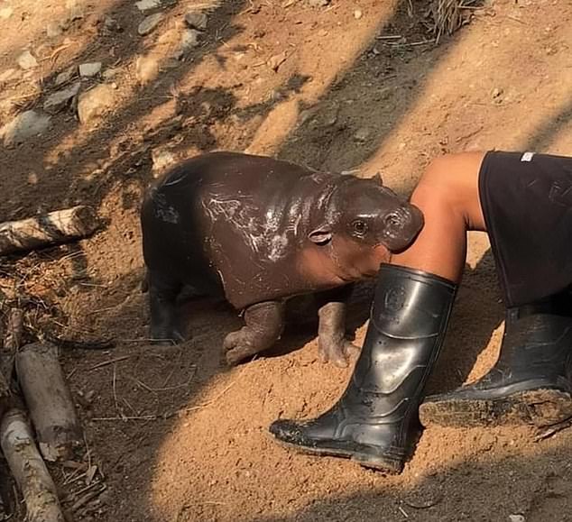 Moo Deng playfully bites zookeeper's leg after becoming internet sensation