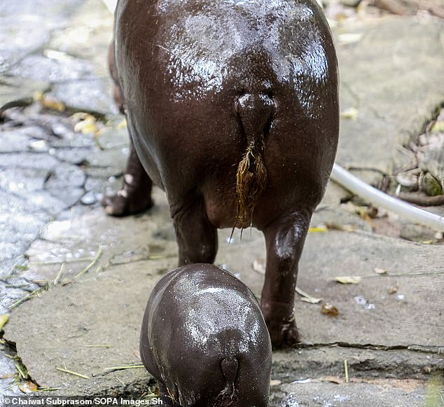 Moo Den walks with his mother Jona, 25, at Khao Kheow Open Zoo