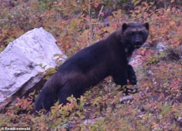 The hiker later explained that he had seen the wolverine during a trip with his wife to Cracker Lake in Glacier National Park in September 2017.