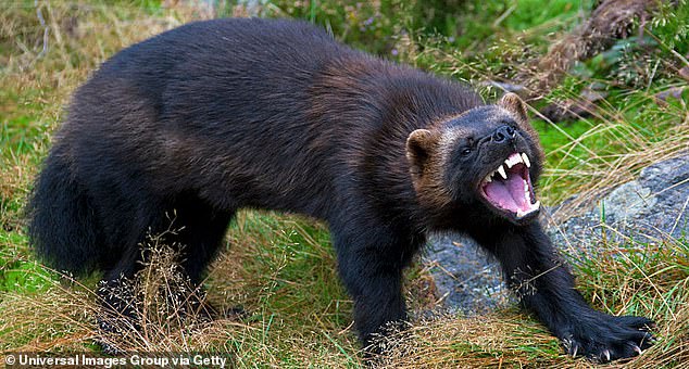 Wolverines look like small bears, but they are actually the largest member of the weasel family.