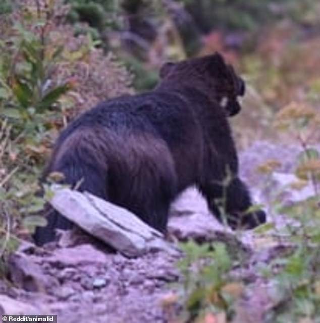 The Reddit user wrote: 'This guy walked up to our cooking spot while we were camping in Montana. What could he be?'