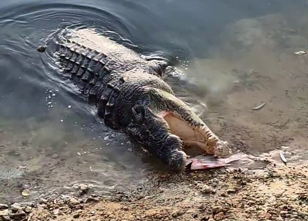 The more than $160,000 raised for the family has enabled Ms Hogbin to support her children following the death of their father (pictured, a crocodile being fed near the site of the attack shortly after Mr Hogbin's death)