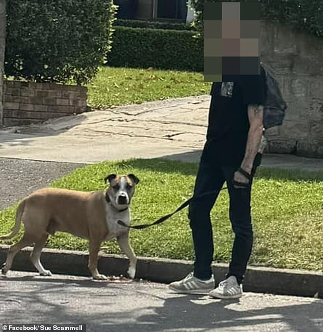 Pictured: The dog Ms Scammell says was involved in the attack.