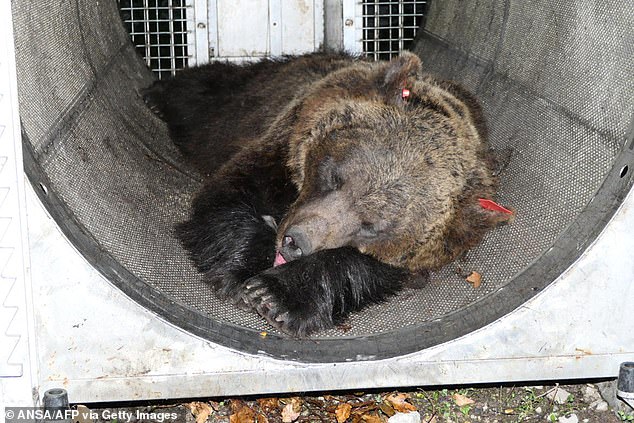 The bear, JJ4, was tranquilized (pictured) and is now in captivity, having been pardoned by the country's highest court. JJ4 was responsible for the first fatal attack in Italy in 150 years