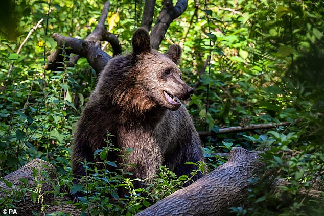 Although generally shy around people and largely nocturnal, brown bears can react aggressively when frightened, especially mothers with cubs.