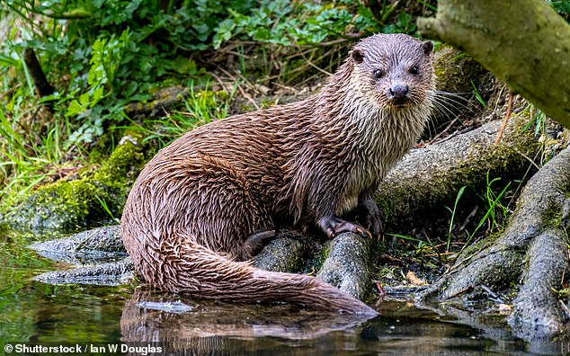 The U.S. Department of Agriculture's Wildlife Service captured and euthanized the river otter (file image)