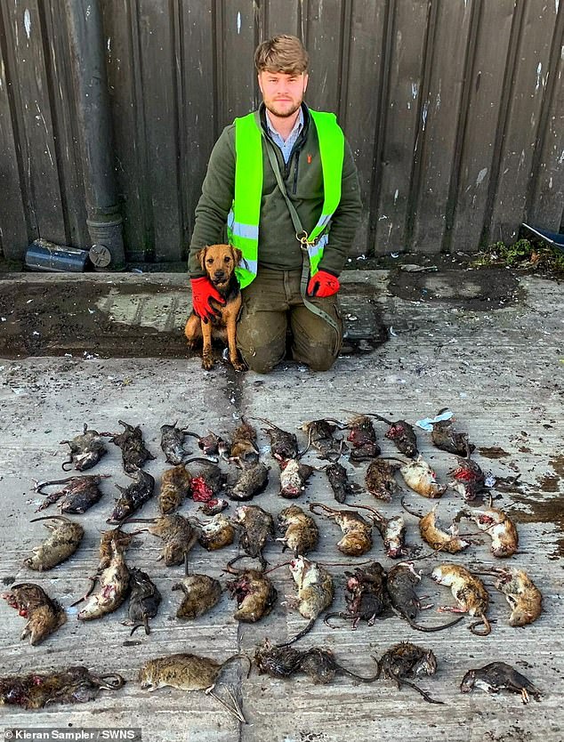 Professional rat catcher Kieran Sampler (pictured) claims to have killed more than 65,000 rodents