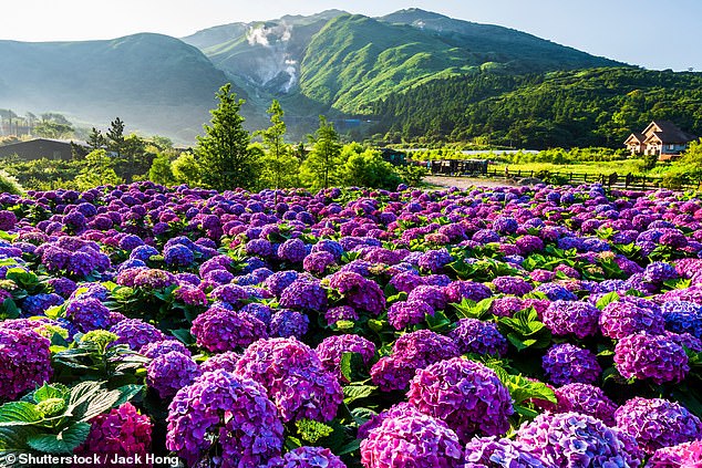 John visits Yangmingshan, a national park with 