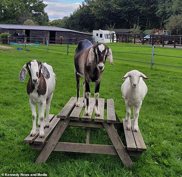 Despite being injured in the line of duty, Ms Stride said the goats were completely oblivious to her distress and the injuries she had suffered because of them.