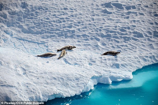 The ozone layer is vital because it prevents harmful UV-B radiation from reaching the Antarctic continent and harming wildlife there, and further warms melting sea ice (file image)