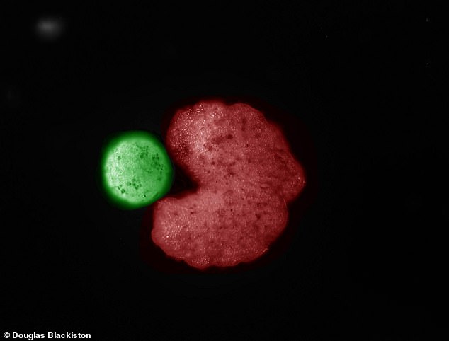 The image shows computer-designed organisms that assemble individual cells into a 