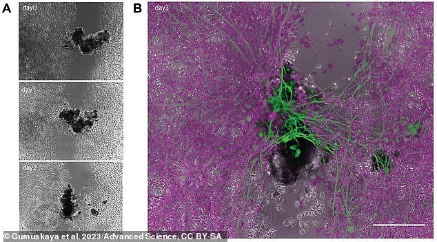 Diagram A shows an anthropobot building a bridge over a scraped nerve cell over the course of three days. Diagram B highlights the 