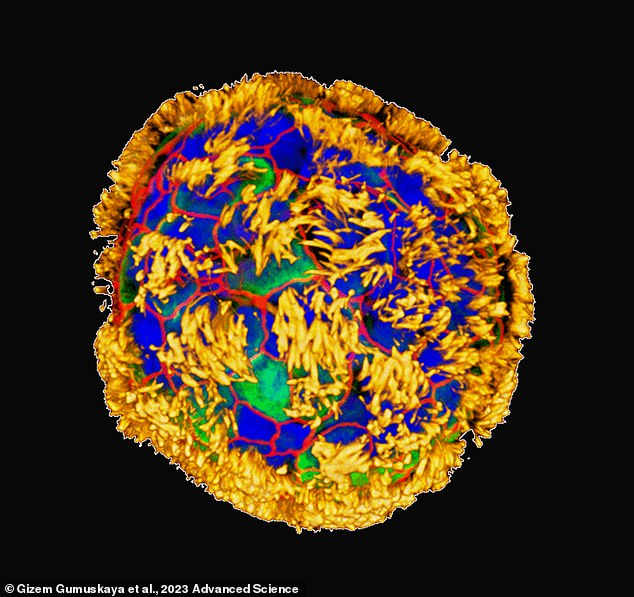 This anthropobot was created from human lung cells, which were given a new shape that allows it to crawl and repair damaged tissue.