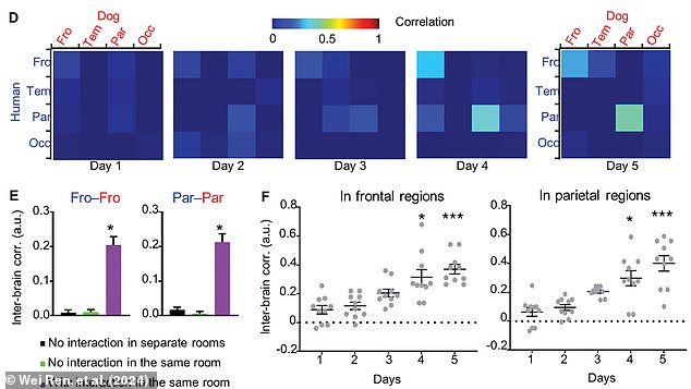 Over the course of five days, the level of synchronization increased (illustrated in the graphs below). In the top graph, the brighter colors show the brain regions that were more synchronized as the pair became more familiar.