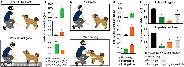 In a second experiment, humans either looked at or petted the dog. This revealed that physical petting and staring cause different parts of the brain to synchronize.