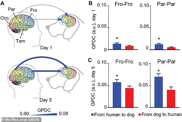 When analyzing the data, the researchers found that it was humans who were leading the interaction. These graphs show how much data 