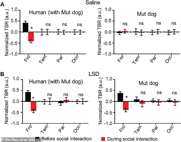 Dogs with a genetic mutation linked to autism showed much lower levels of brain synchrony. However, 24 hours after receiving a dose of LSD their levels of neuronal connection returned to normal.