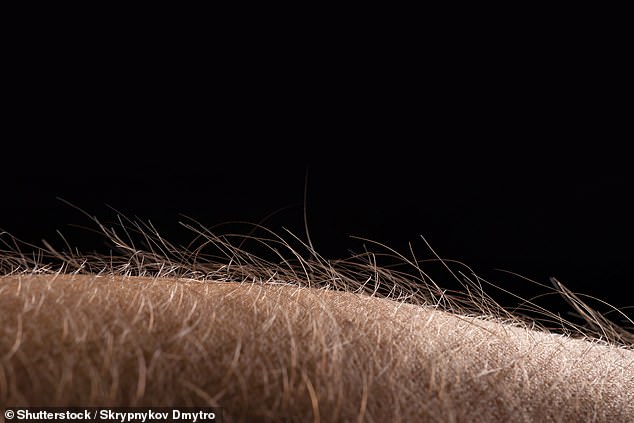 Known as C-fibers, they are found in the skin where hair grows, as they share connections with hair follicles. (File photo)