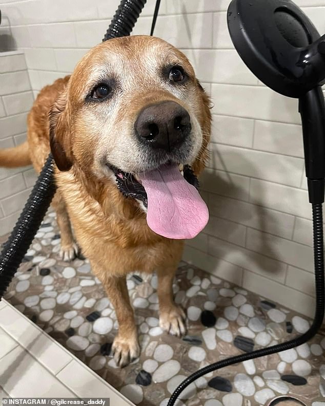 Gunner, a 13-year-old Labrador retriever, went missing Tuesday in rural Denton County, north of Dallas.