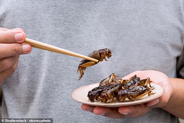 Research has found that eating grasshoppers (Ruspolia nitidula) can improve sexual desire (file image)