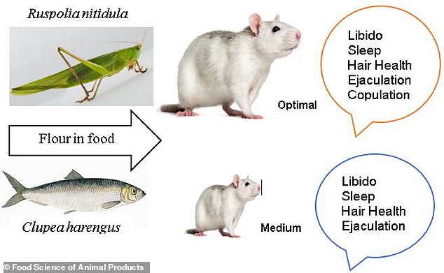 The team recruited 216 rats, which were fed either fish or grasshoppers Ruspolia nitidula for 12 weeks. Throughout the study, the researchers monitored the rats' libido, sleep, hair growth and overall health.