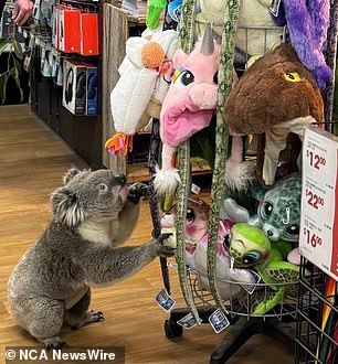 The koala was seen inspecting stuffed toys.