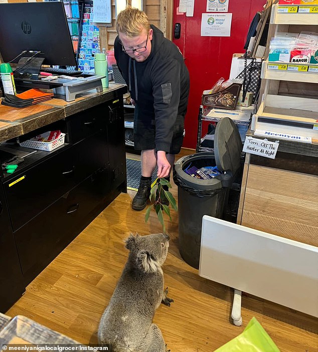 The koala did not cause any damage to the store, but Ms Shervall said it had 