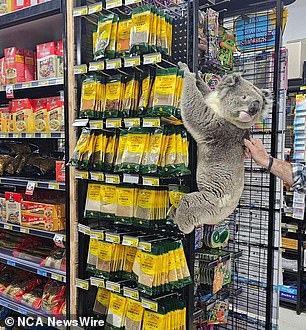 He also decided to climb on the spice rack.