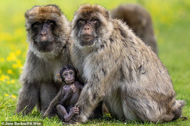 The researchers used Cynomolgus monkeys, or crab-eating macaques, because the primates are physiologically similar to humans, making them 