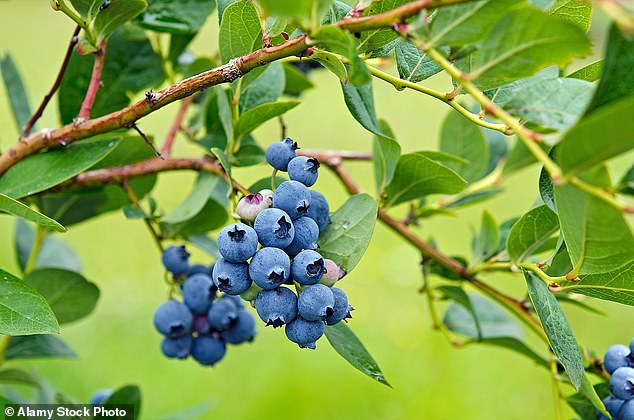 Berries are another type of plant compound that may reduce the risk of dementia.