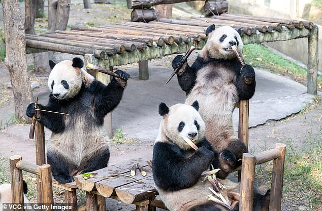 The pandas enjoyed a Mid-Autumn Festival banquet made with bamboo and fruits.