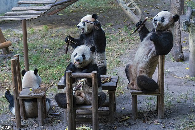 Four adorable pandas, named Shuangshuang, Chongchong, Xixi and Qingqing, gathered around a wooden table, peeling and eating fresh bamboo shoots.