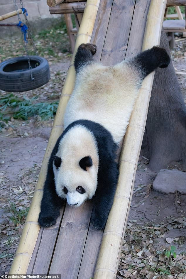 Some of the giant bears even climbed onto little chairs, before happily plunging headfirst down a slide, like giant panda Yu Ai.