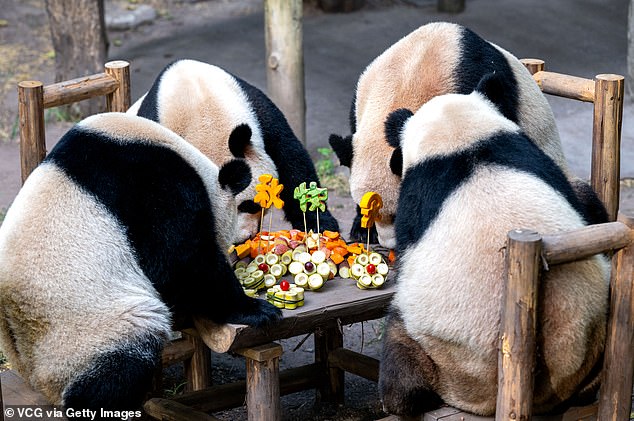 Twins Shuangshuang and Chongchong and twins Xixi and Qingqing enjoy the Mid-Autumn Festival banquet