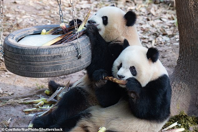 Giant pandas Yu Ke and Yu Ai eat at Chongqing Zo next to a tire swing