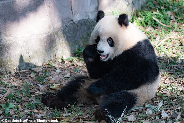 Giant panda Yu Ai eats at the Chongqing Zoo in Chongqing, China